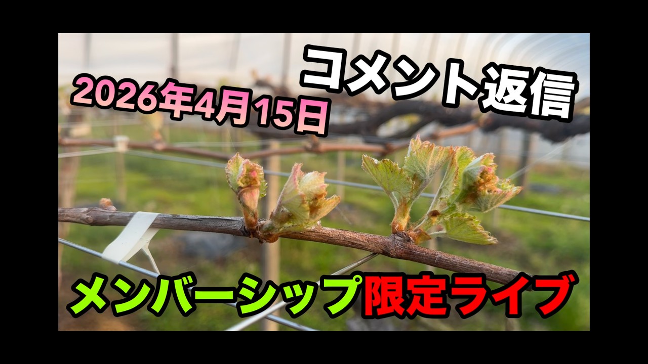 メンバーシップ限定ライブ(コメント返信）2026-04-15 - YouTube