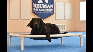 Lucky (Flat Coated Retriever) Boot Camp Dog Training Video Demonstration