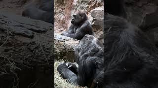 Two female Lowland Gorillas just relaxing.