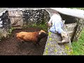 Jaf  wild  stubborn calves  terceira island  azores