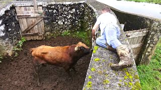 JAF - Wild &amp; Stubborn Calves - Terceira Island - Azores