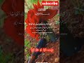 surah nasar#quranrecitation#islamicvideo#sura#سورہ نصر#قران تلاوت#quran#tilawat#