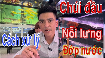 Chúi Đầu | Nỗi Lưng | Đớp Nước | Cách Xử Lý Cá Rồng | Cá Rồng Đỏ-Truyền Trần