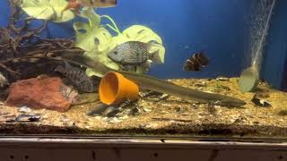 American eel community aquarium