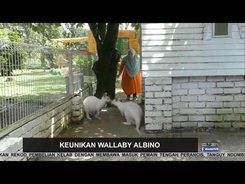 Video: Bolehkah walabi menjadi haiwan peliharaan?