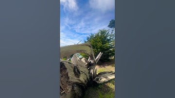 Ghost Trees at Pescadero- sun bleached spooky cypress trees #shorts #youtubeshorts