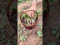 Harvesting Fresh Greens ASMR – Relaxing Garden to Table