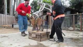 Artemis 17 Week Belgian Malinois Puppy Training