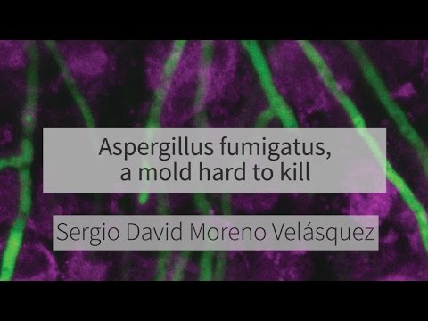 Video: Fortschritte Bei Der Metabolischen Modellierung Von ölhaltigen Mikroalgen