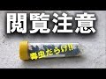 【閲覧注意】食べたら死ぬ！猛毒昆虫を大量に捕獲しました【oile beetle】