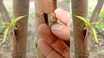 Successful Mango Bud Grafting Mango V Grafting Technique With Result 100% Success