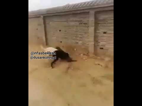 فک کنم فوش ناموسی زد