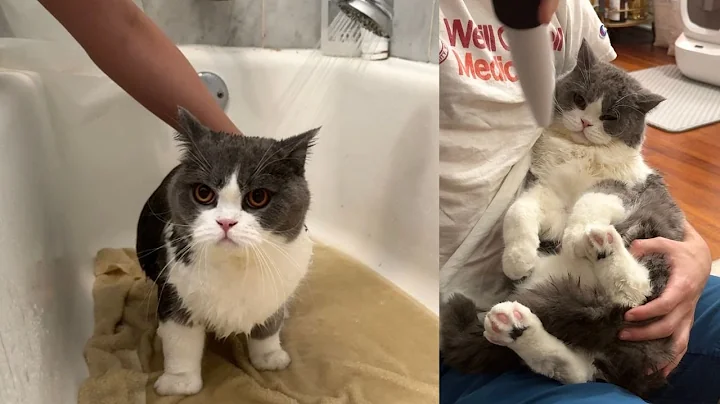 Watch the video about Bathing and Grooming the World’s Chillest Cat 🛁