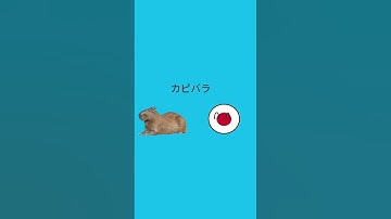 Capybara in different language | CB : @BrodaHafizi | #shorts #countryballs #animation #meme