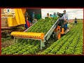 आखिर इसे देखने लोग क्यो लगाते है भीड़ Amazing Modern Agriculture Farming Machines & Technology ▶ 3