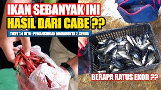 KEAJAIBAN CABE DALAM MEMANCING IKAN MAS‼️ RATUSAN EKOR GAES‼️