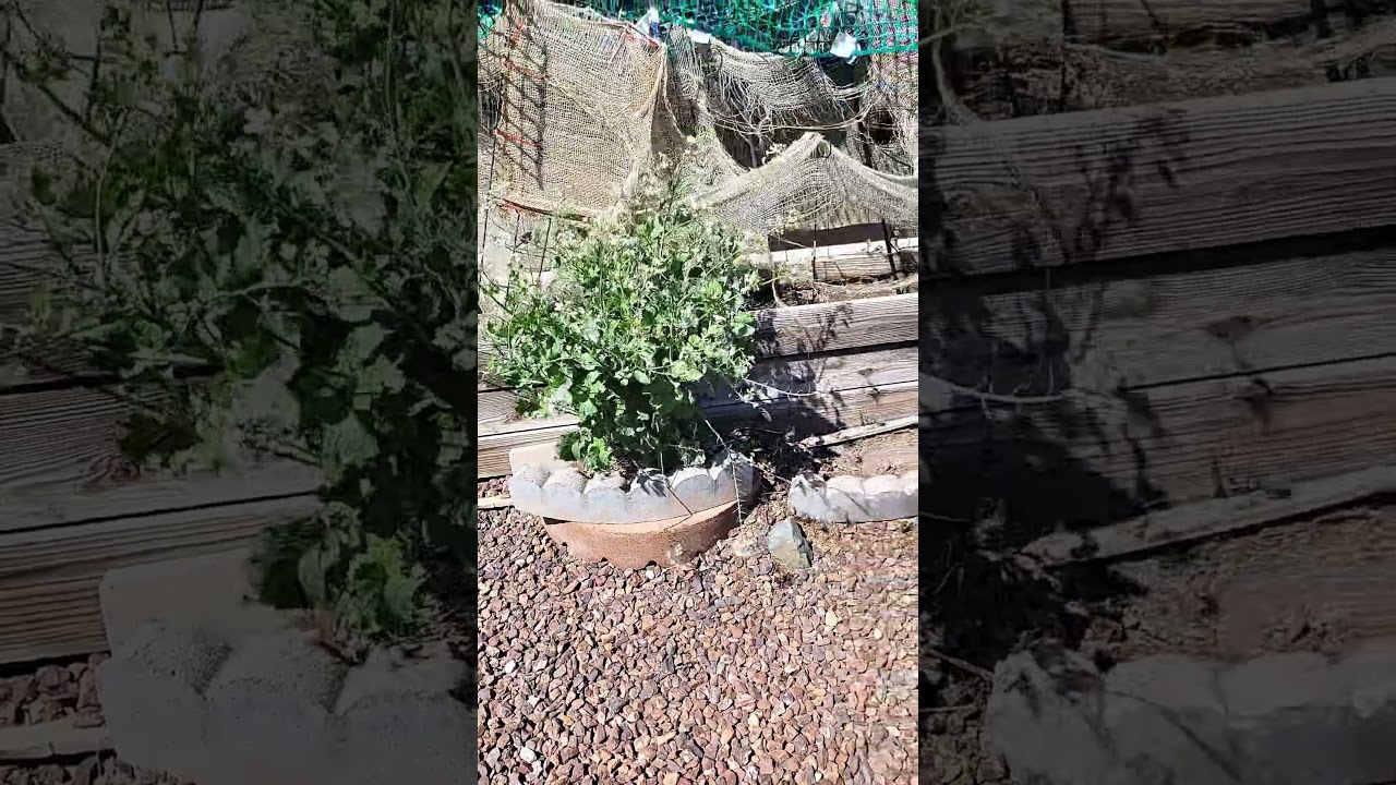 RADISH PLANT WITH FLOWETS