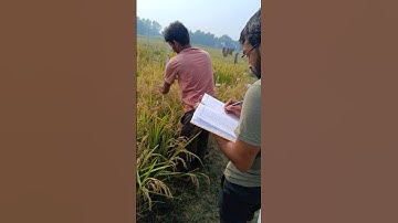 Plant height measurement 🌾 #rice #agriculture #phd #research #data #shorts