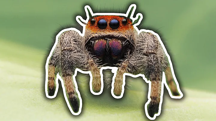 All About Jumping Spiders - DayDayNews