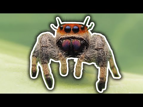 Video: How long do spiders live? Lifespan of different types of spiders