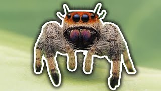 All About Jumping Spiders