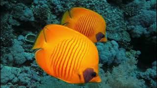 Lagu Ikan Berenang Timbul Tenggelam Cipt Om Sinung - Arsyada Kids Cover - Lagu Anak Indonesia Baru