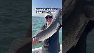 Black Minnow bianco e si va a comandare! 🤓 #spigola #seabass #fishing #fish #branzino