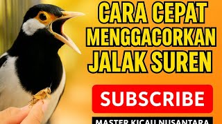 CARA CEPAT MENGGACORKAN JALAK SUREN BELUM BANYAK ORANG TAU!