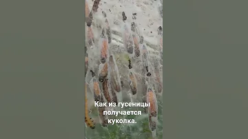 Гусеницы превращаются в кокон.
