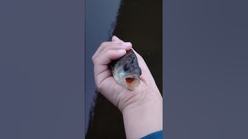 FISH #fishing #fish #shorts #video #youtube