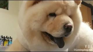 Chow chow is cute by 免费的視频素材 183 views 6 years ago 19 seconds