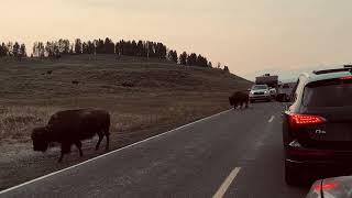 Bison at Yellowstone