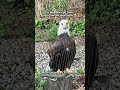 Met a bald eagle for the first time face to face I was both scared and in awe 😅#baldeagle #viral