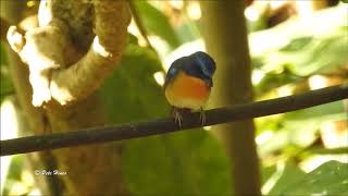 Suara Burung Tledekan Gunung di Alam Liar Asik Juga