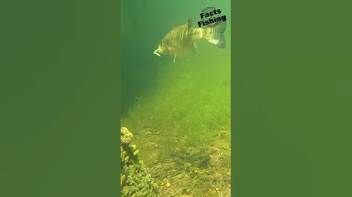 Largemouth Bass Hammers A Hitworm #shorts