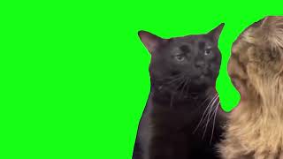 Cat Zoning Out Meme - (Free Green Screen)