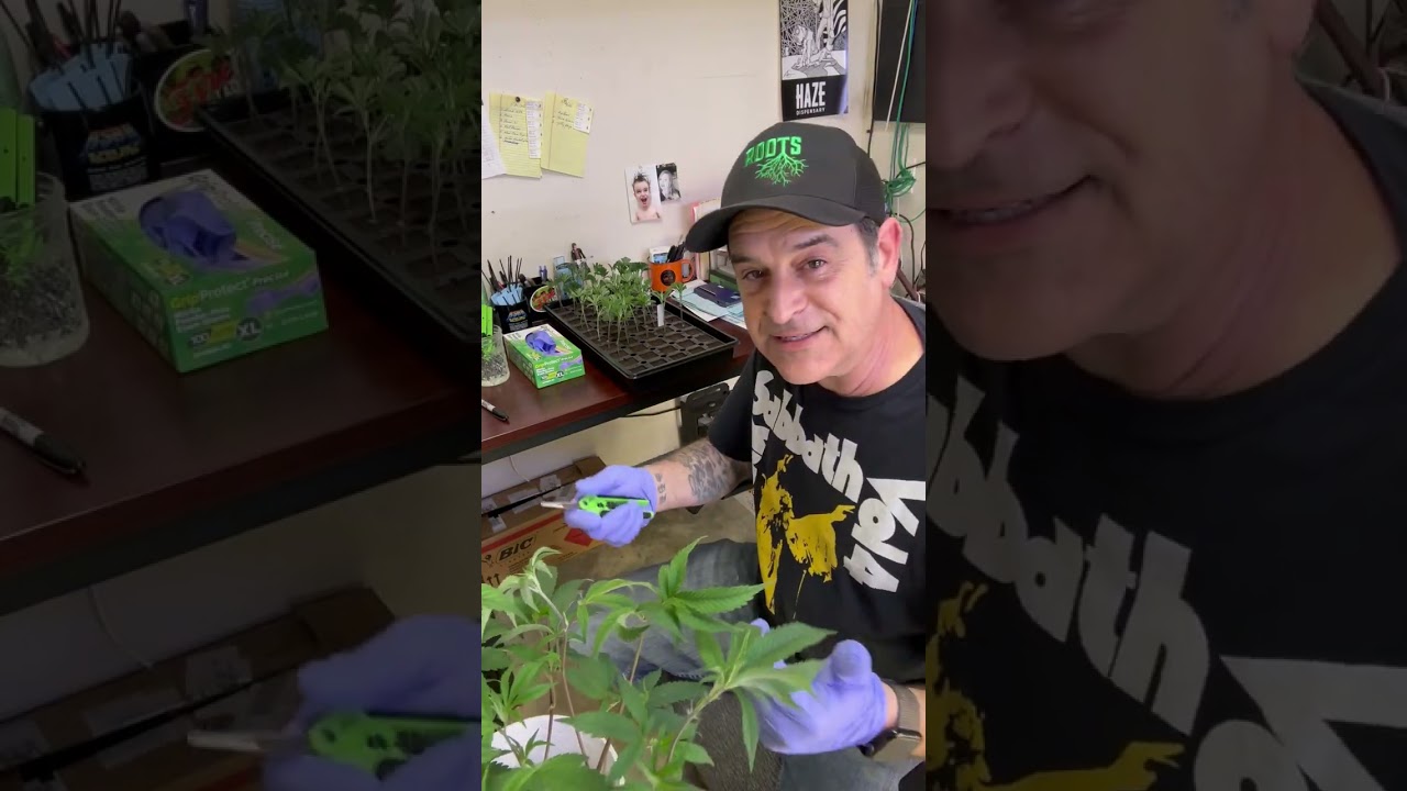 Toad Venom Clones in Quarantine | Roots Cannabis Nursery