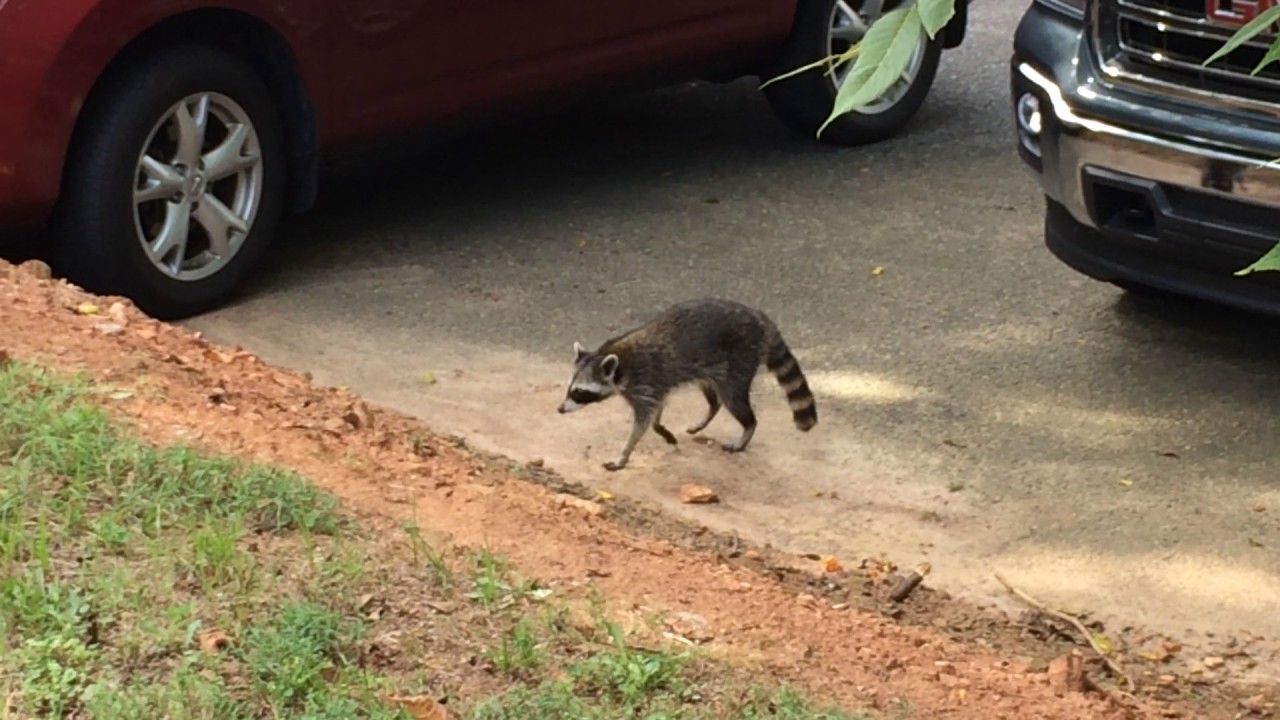 Drunk Raccoon? | August 22, 2014 - YouTube