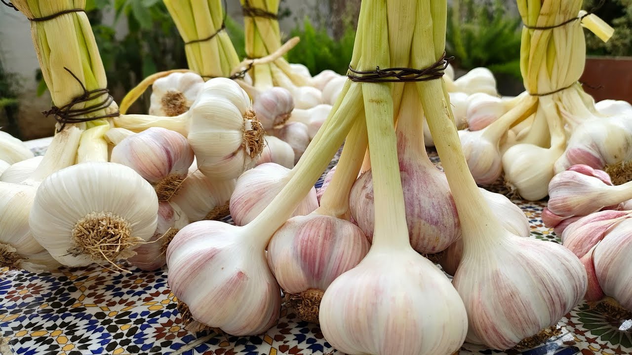 بدون ثلاجة ولا مجمد هكذا احتفظ بالثوم لمدة عام كامل مايفرغش من داخل و يقعد جديد👌