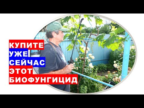 Купите уже сейчас этот ценный биофунгицид. Он поможет оздоровить почву и защитит от болезней