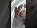 Koi Fish Still Moving After Catch! #shorts
