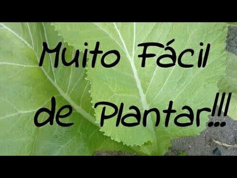 🌱Como plantar MOSTARDA LISA🌿 ( Muito Fácil)