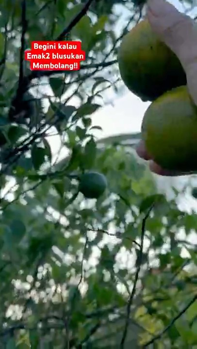 #EMAK2 PANEN#fruit #explore #petik#trendingshorts #trending #viralshorts #reels #shorts#viral