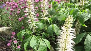 Aesculus parviflora jírovec drobnokvětý