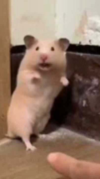 Tikus kaget stor wa 😜