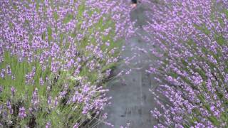 Lavender by the Bay