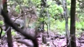 Bigfoot with infant - Garrison NY enhanced and stabilized