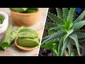 5 bonnes raisons d’avoir de l’aloe vera chez soi (ne passez pas à côté !) | CDT NEWS