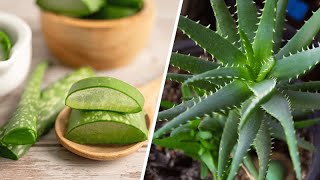 5 bonnes raisons d’avoir de l’aloe vera chez soi (ne passez pas à côté !) | CDT NEWS