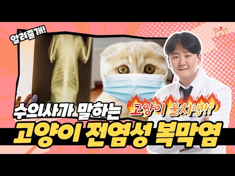 고양이 복막염 증상부터 원인, 예방, 최신 치료법까지!